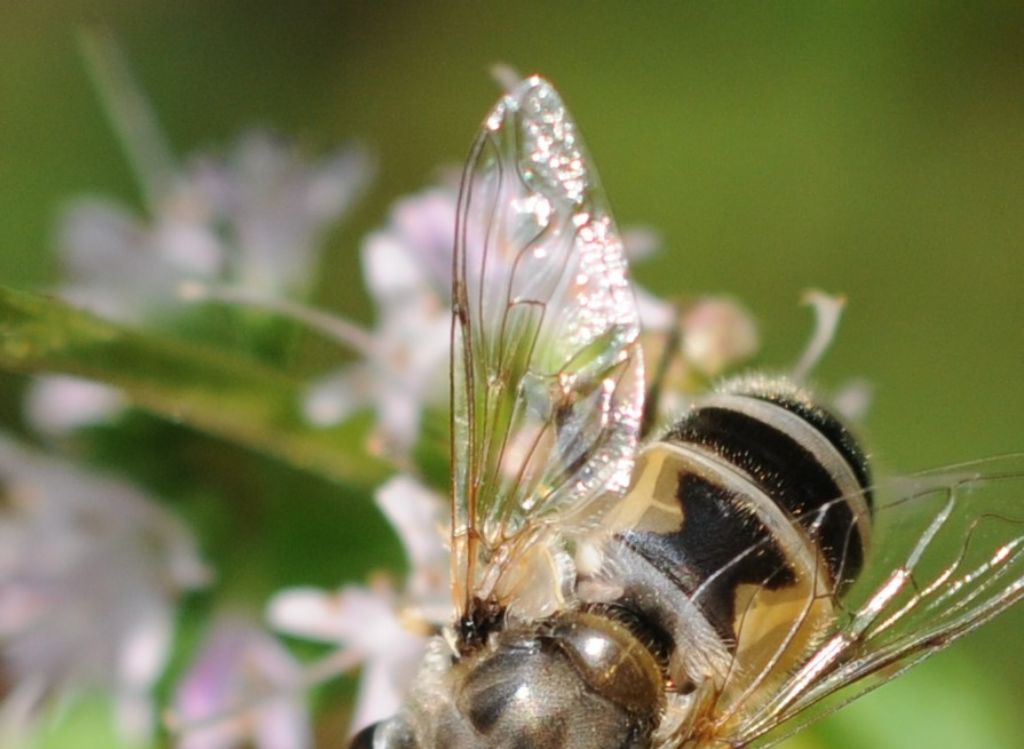 Quale Eristalis?  Eristalis cfr. arbustorum